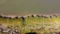 textures and veins cutting thru the wetlands of a tidal river system in Tasmanias Swan river area, Australia