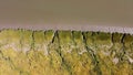 textures and veins cutting thru the wetlands of a tidal river system in Tasmanias Swan river area, Australia