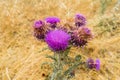 Abstract thistle wildflower floral background with blur background