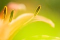 Abstract tiger lily close-up photo