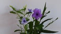 Abstract toi ting flowers, ruellia tuberasa waterkanon, purple flowers with leafs green on white background.