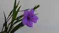 Abstract toi ting flowers, ruellia tuberasa waterkanon, purple flowers with leafs green on white background.