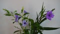 Abstract toi ting flowers, ruellia tuberasa waterkanon, purple flowers with leafs green on white background.