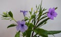 Abstract toi ting flowers,1 ruellia tuberasa waterkanon, purple flowers with leafs green on white background.