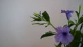 Abstract toi ting flowers, ruellia tuberasa waterkanon, purple flowers with leafs green on white background.