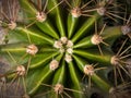 Abstract top view of green ribbed round shaped cactus with big spikes. Close up of succulent plant