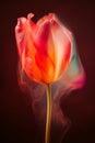 abstract transparent diaphanous ethereal one tulip generative AI