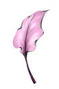 Abstract transparent pinc leaf Calla Royalty Free Stock Photo