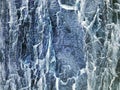 Abstract tree bark texture in blue tone. Grudge wooden background