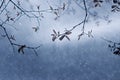 Abstract tree branch in the rains Royalty Free Stock Photo