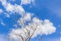 Abstract tree branches on sky background