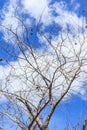 Abstract tree branches on sky background