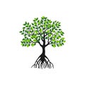 Abstract tree with roots and green leaves. mangrove tree vector illustrations