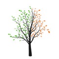 Abstract tree silhouette with green and red leaves isolated on white background. Vibrant tree logo. Vector