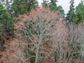 Abstract tree, top view, ground colored leaves,