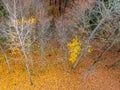 Abstract tree, top view, ground colored leaves,