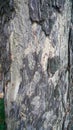 Abstract Tree Trunk Texture, Natural Tree Surface Pattern Royalty Free Stock Photo