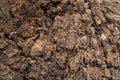 Abstract from the tree trunk, Textures of tree trunk, Pattern of tree trunk Royalty Free Stock Photo
