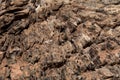 Abstract from the tree trunk, Textures of tree trunk, Pattern of tree trunk Royalty Free Stock Photo