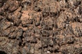 Abstract from the tree trunk, Textures of tree trunk, Pattern of tree trunk Royalty Free Stock Photo
