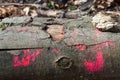 Abstract treetrunk in the wood