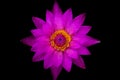 Abstract Triangles flowers of Top view purple lotus and yellow pollen
