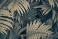 Abstract tropical backdrop with frond pattern. Curved fern leaves closeup. Focus to background and blurred foreground. Jungle