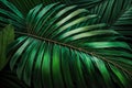 Abstract tropical green palm leaves natural background for your design projects. Royalty Free Stock Photo