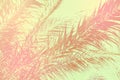 Abstract tropical nature background. Long palm tree leaves sky. Vintage pink gray green toned faded grungy texture. Funky style