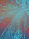 Abstract tropical nature background. Long palm tree leaves in vintage style with gradient teal turquoise pink tones. Funky style