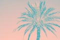 Abstract tropical nature background. Silhouette of palm tree vintage pink teal toned faded grungy effect. Funky style. Poster Royalty Free Stock Photo