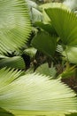 Abstract of tropical palmetto leaves in south Florida. Royalty Free Stock Photo