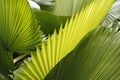 Abstract of tropical palmetto leaves in south Florida. Royalty Free Stock Photo