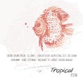 Abstract tropical red fish