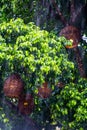 Bright Green Trees close Up Macro Texture with Baskets and Rain foregorund