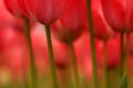 Abstract tulips