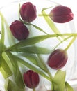 Abstract tulips bouquet