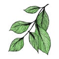 Abstract twig with leaves. Hand-drawn color vector illustration