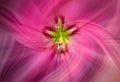 Abstract twirl bright pink hypnotizing lily