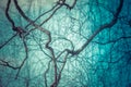 Abstract Of Twisted Bare Tree Branches And Twigs In Winter