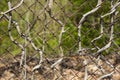 Abstract: Twisted Branches on Twisted Fence
