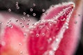 Abstract underwater composition with blurry orchid petals and bubbles Royalty Free Stock Photo