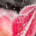 Abstract underwater composition with blurry orchid petals and bubbles Royalty Free Stock Photo