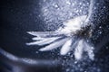 Abstract underwater composition with dried flower, bubbles and light