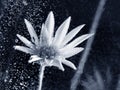 Abstract underwater composition with dried flower, bubbles and light