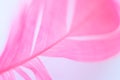 Abstract unfocused background with blurred pink feather. Close up image. Soft focus dreamy image. Flat lay style with copy space.