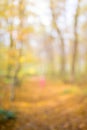 Abstract unfocused and soft background for design. Path in the woods. Magical autumn forest with blur technique