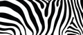 Abstract vector background based on illustration of zebra print pattern Royalty Free Stock Photo
