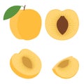 Abstract vector icon illustration of logo for whole ripe fruit orange apricot, cut sliced. Apricot pattern consisting of label,