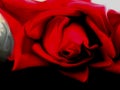 Abstract vector red rose with shaded background with lighting effect, vector illustration Royalty Free Stock Photo